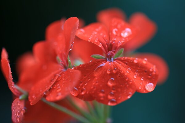 Red geranium with drops on the petals