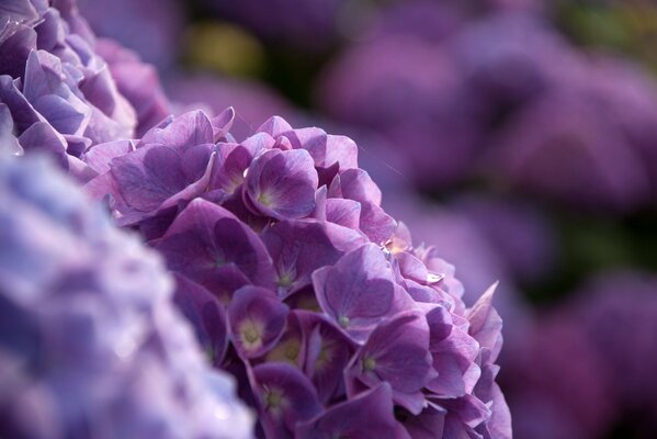 Purple hydrangea bush