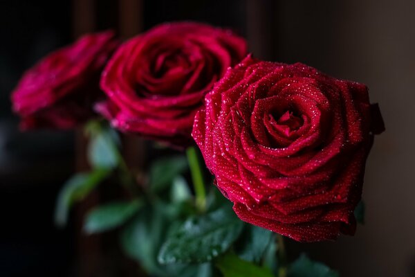 Bouquet of red roses with drops on the petals