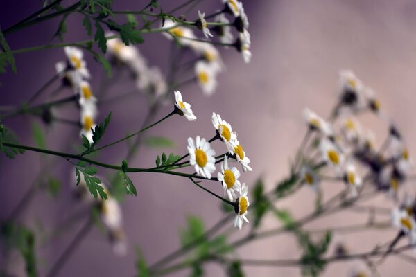 Daisies against the night sky