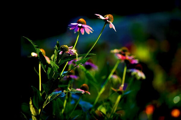 Ein magisches Blumenbeet mit Echinacea-Blüten