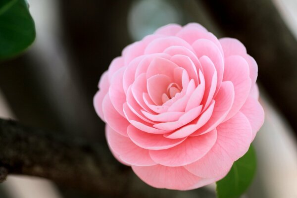 Erstaunliche Schönheit zarte rosa Kamelie Blume auf dunklem Hintergrund