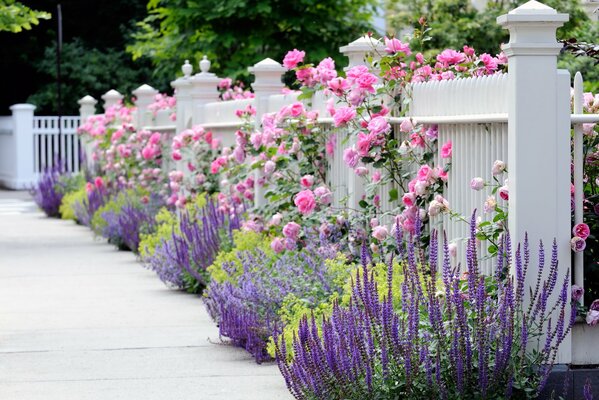 Lavender and roses along the white fence