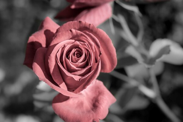 Rosa roja en tonos apagados