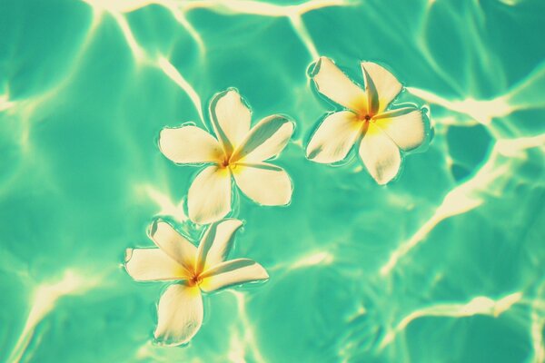 Frangipani-Blüten in azurblauem Wasser