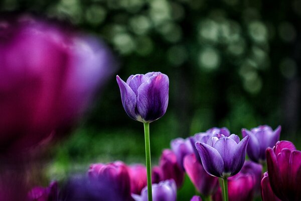 Brote de tulipán púrpura sin abrir