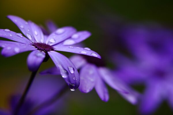 Cineraria a des pétales lilas