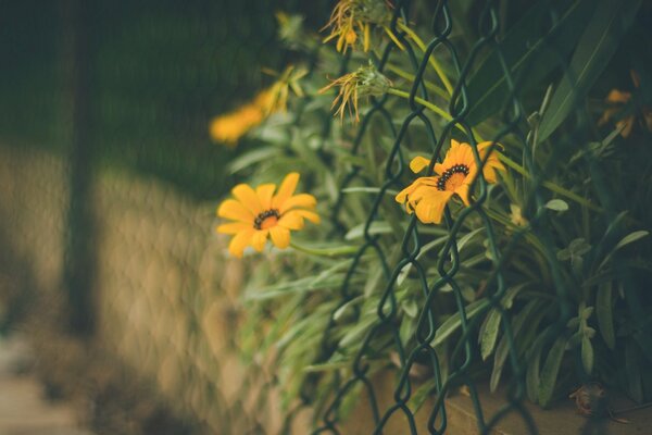 Orange flowers on a grid background