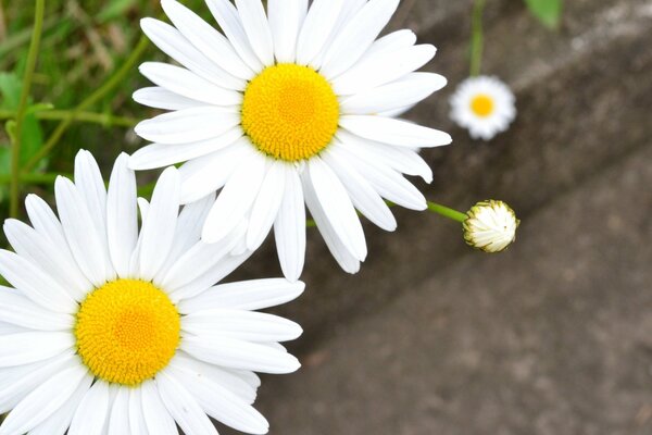 Delicate flowers of white daisies