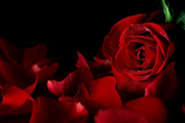 Pétales de roses rouges sur fond noir