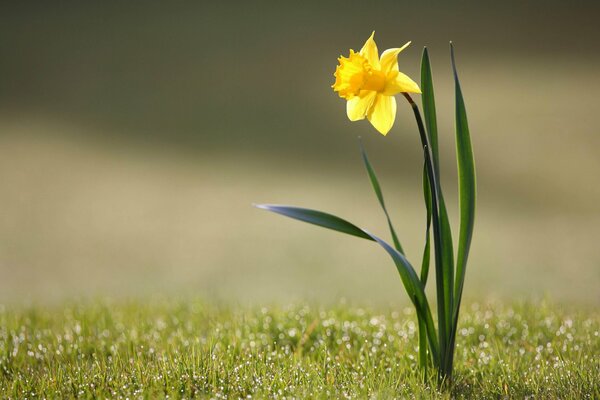 A lonely narcissus with dew drops on the grass