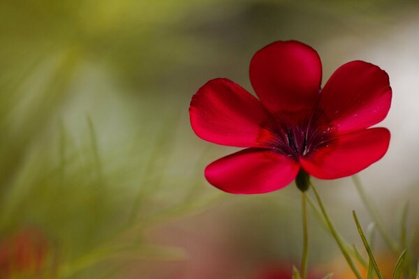 Rote Blume auf verschwommenem Hintergrund