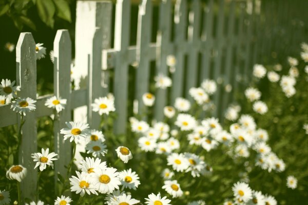 Ein Bündel Gänseblümchen in der Nähe des Zauns der Großmutter