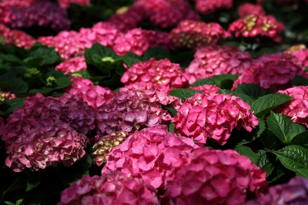 Arbustes d hortensia rose au soleil