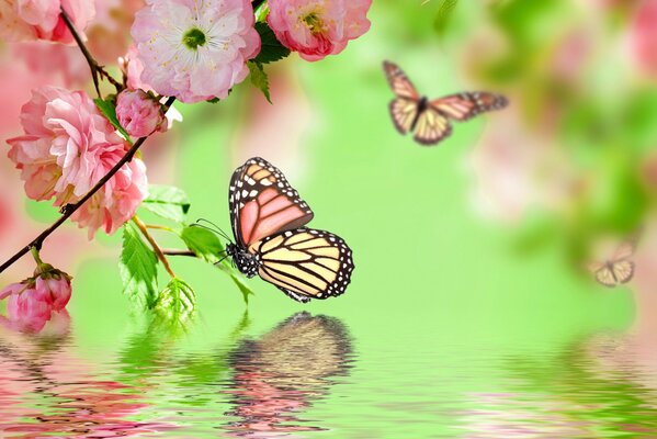 A butterfly sitting on a leaf above the water