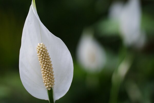 Fiore femminile spathiphyllum bianco