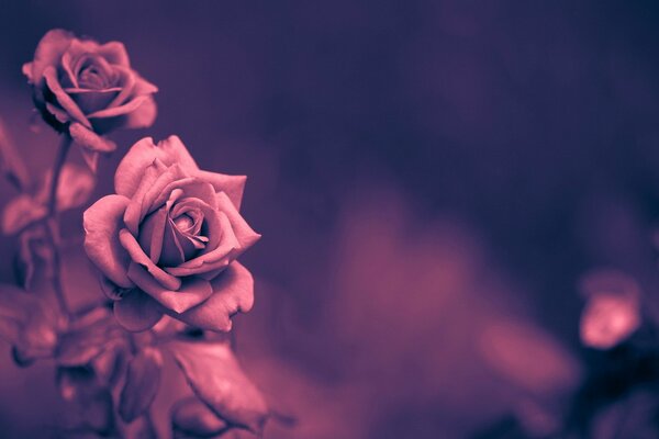 Blooming roses on a blurry background