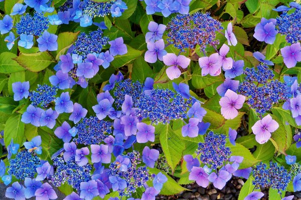 La fleur de l hortensia et ses magnifiques feuilles