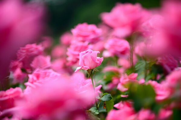 Beaucoup de roses de couleur rose