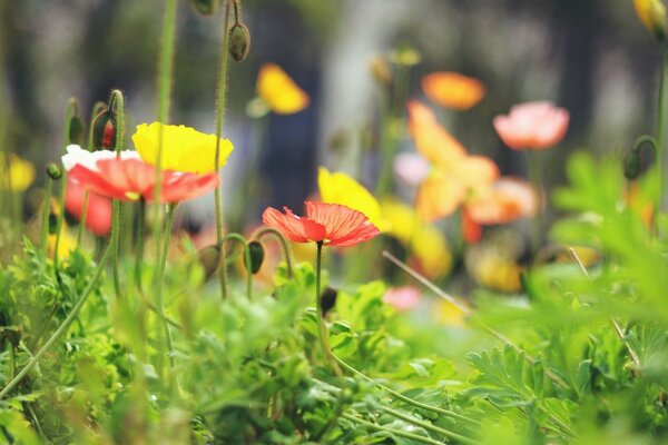 Red and yellow flowers in a summer field