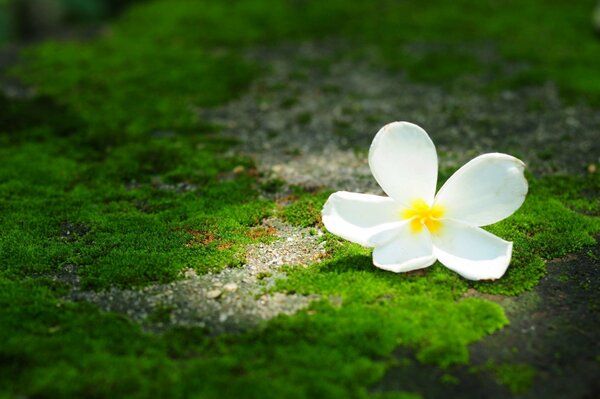 Plumerieblume auf grünem Mooshintergrund