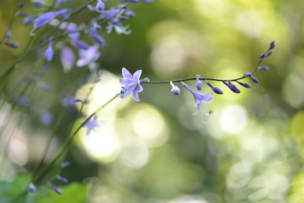 Ein Zweig von lila Blüten in Blendung