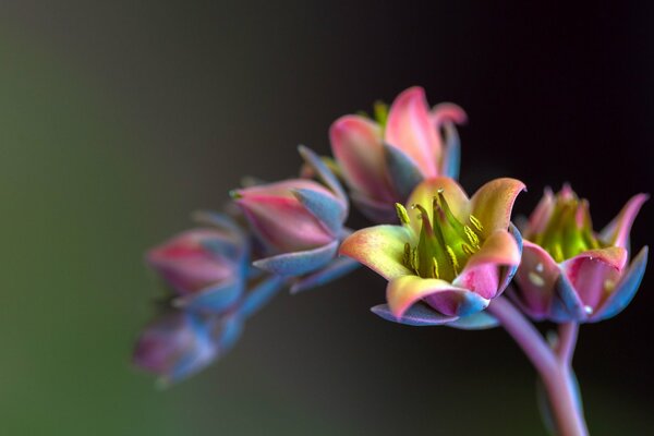 Fleurs inhabituelles sur fond flou