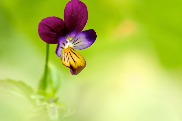 Pensamiento de flor azul