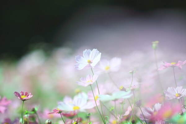 Weiße und rosa Blumen Cosmea Foto mit Unschärfe