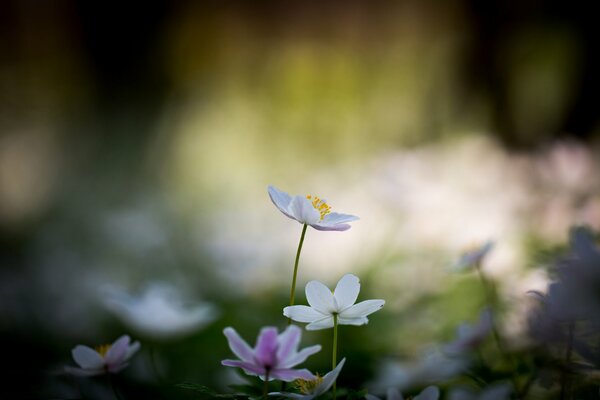 White delicate flowers on a blurred background