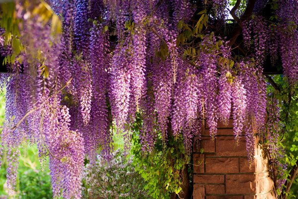 Wisteria rozpościera się na ceglanym ogrodzeniu