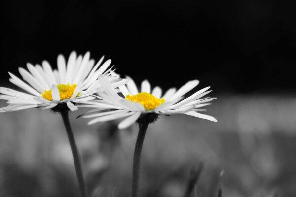 Flores de manzanilla sobre fondo blanco negro