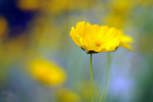 Unschärfe Tapete, gelbe Blume