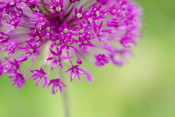 An amazingly beautiful bright purple flower on a pale green-yellow background