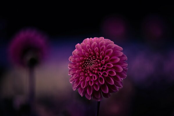 Dahlia violet gros plan en macro