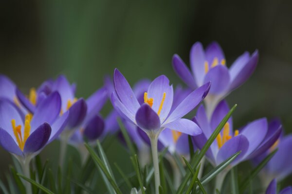 The first flowers of spring are delicate crocuses