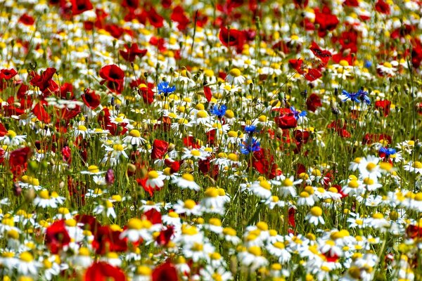 Eine bunte Wiese aus Kornblumen und Gänseblümchen