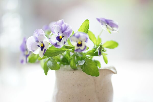 Bouquet délicat de pensées dans un vase en céramique