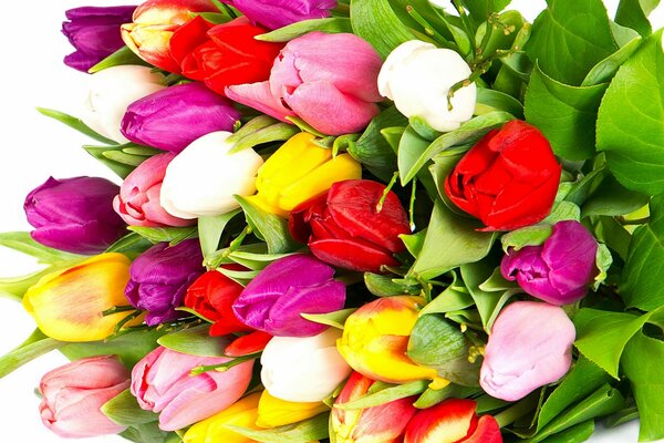 Tulipes lumineuses multicolores dans un bouquet