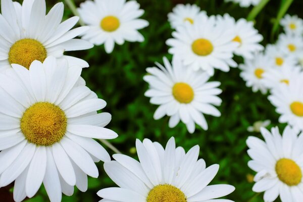 Wallpaper lots of white daisies