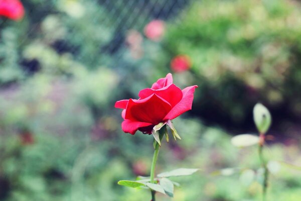 A lonely pink rose is very beautiful