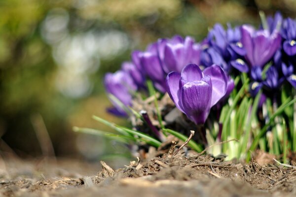 Fleurs de Crocus violets et bleus