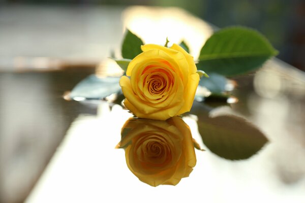 Rose jaune réfléchie par le verre