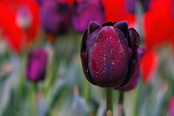 Imagen macro del brote de tulipán negro