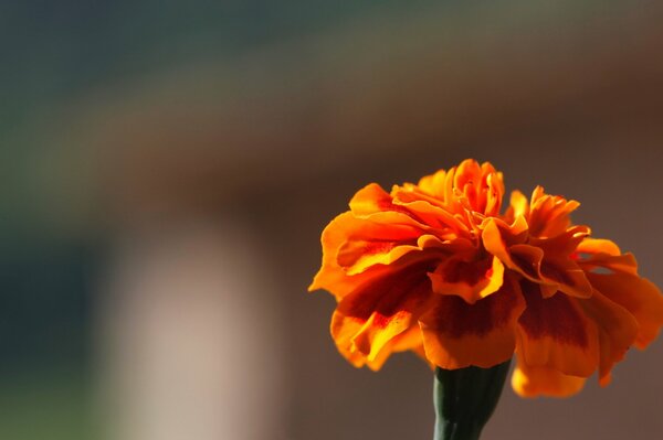 Flor naranja en un Eun borroso