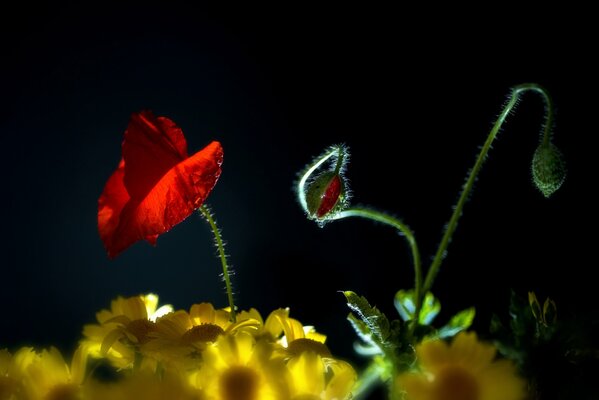 Roter Mohn und gelbe Gänseblümchen