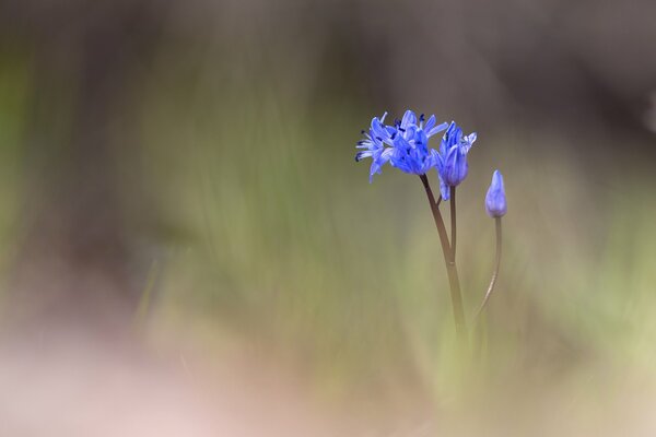 Blue flower on a blurry background