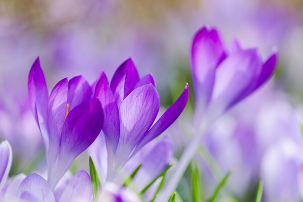 Lila Krokusse auf der Frühlingswiese