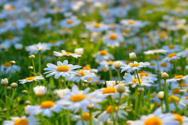 Sommerlichtung von süßen Gänseblümchen