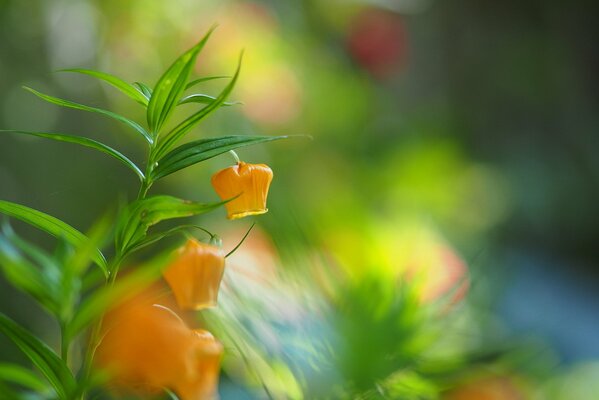 Blumen gelbe Laternen Makrofoto